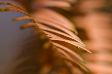 大自然抽象秋天黎明红杉的金针