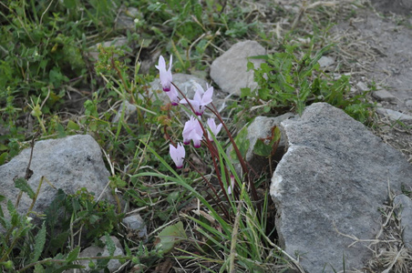 花园里美丽的甜蜜素花