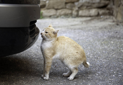 流浪猫汽车遗弃动物孤独