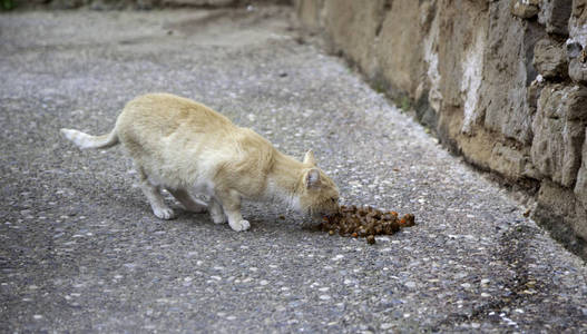 猫被遗弃在街上，动物虐待孤独