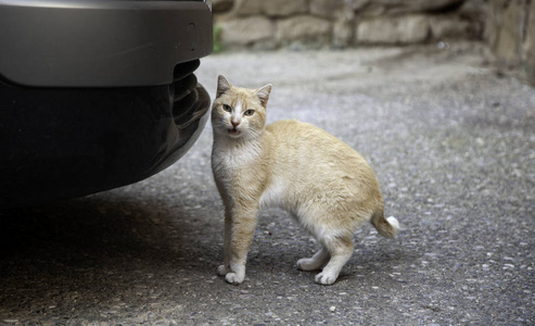 流浪猫汽车遗弃动物孤独