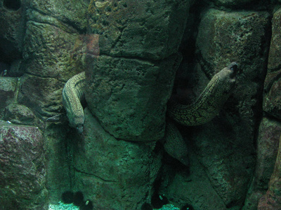 海鳗在海洋水族馆的岩石附近。 食肉鱼类。