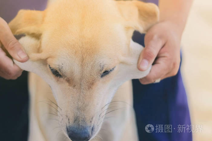 穿着粉红色衬衫的十几岁女孩正在按摩她的棕色狗。