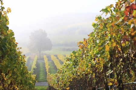 volkach是德国著名的葡萄酒产区