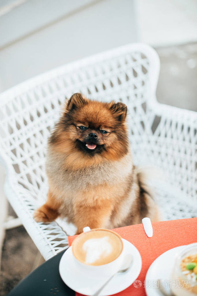 斯皮茨狗在咖啡馆里坐在椅子上