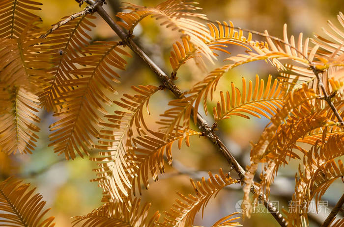 秋日的金枝展现在黎明的红杉树上