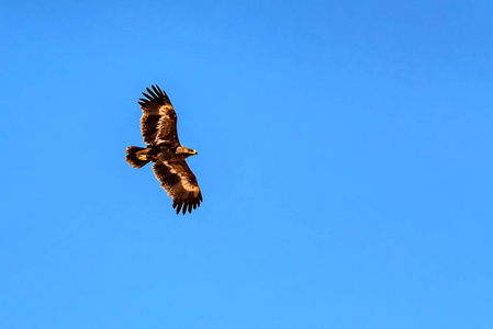 草原鹰天空中的草原雄鹰或天鹰 nipalensis照片