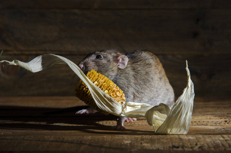 晚上哺乳动物老鼠晚上偷干玉米.照片