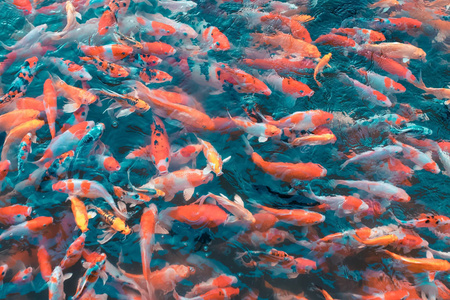 五颜六色的日本锦鲤鱼在花园的一个可爱的池塘里移动，有阴影和光反射。