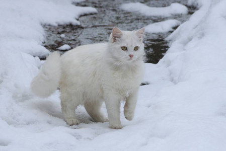 白色的毛茸茸的猫站在路上的街道上，雪地里飘着