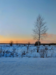 日落时有田野和树木的冬季景观