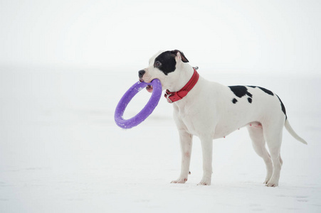 白色斯塔福德郡猎犬在冰冻海湾与玩具摆姿势。 冬天