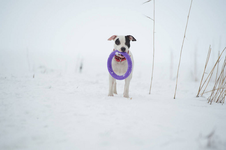白色斯塔福德郡猎犬在冰冻海湾与玩具摆姿势。 冬天