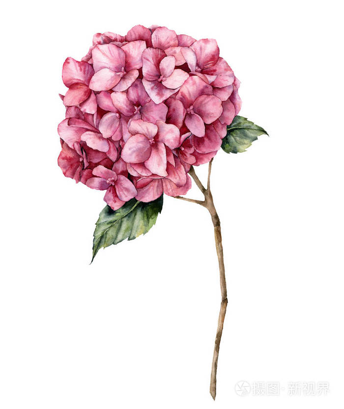 水彩绣球花. 手画粉红色的花,叶子和树枝孤立在白色的背景上.