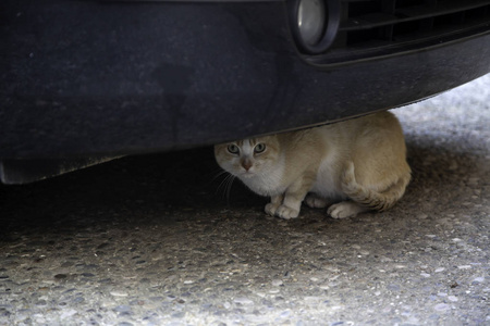 流浪猫汽车遗弃动物孤独