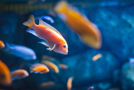 巴厘岛游泳五颜六色的热带鱼在热带岛屿努沙佩尼达巴厘岛周围游泳.