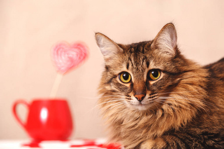 s day background. Beautiful fluffy cat and a Lollipop in the sha