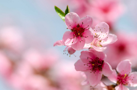 美丽的桃花近在咫尺