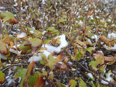 冬天有雪的树枝的细节