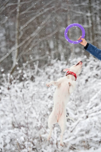 白色斯塔福德郡猎犬和主人玩。 冬天