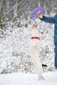 白色斯塔福德郡猎犬和主人玩。 冬天