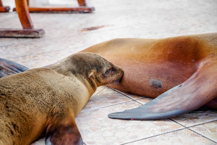 华丽的婴儿海豹母乳喂养在位于加拉帕戈斯群岛的阿约拉港市的鱼市场照