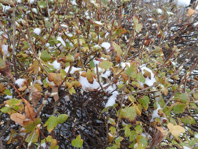 冬天有雪的树枝的细节