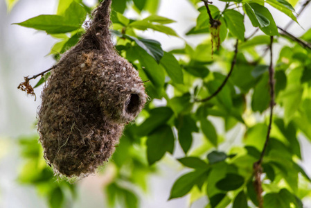 雏鸟山雀欧亚钟摆山雀窝挂在一棵树上照片
