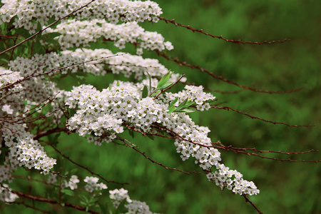 装饰春天植物白色灌木 spirea thunberg照片