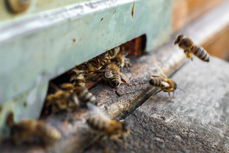 蜂巢蜂巢上的特写蜜蜂肖像。 养蜂概念