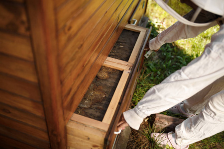 穿西装的养蜂人在养蜂场工作。 开放木制蜂巢养蜂概念。
