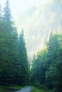 美丽的森林雾路清晨的杉树林带着迷蒙的小径，神秘的自然景观