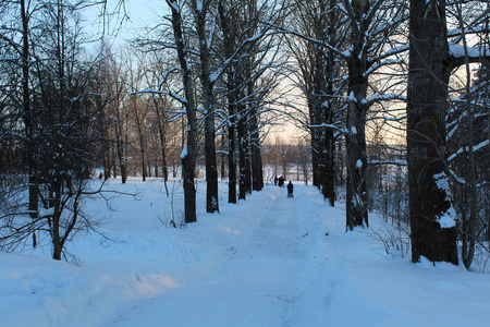冬天森林里的雪路俄罗斯雪冬天树木之间的路照片。许多白雪躺着。清除道路。周围的树木。白天的时间。散步的时间很长。美丽的风景。