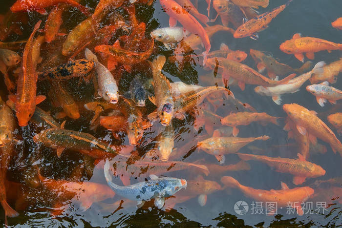 锦鲤鱼在水里游泳