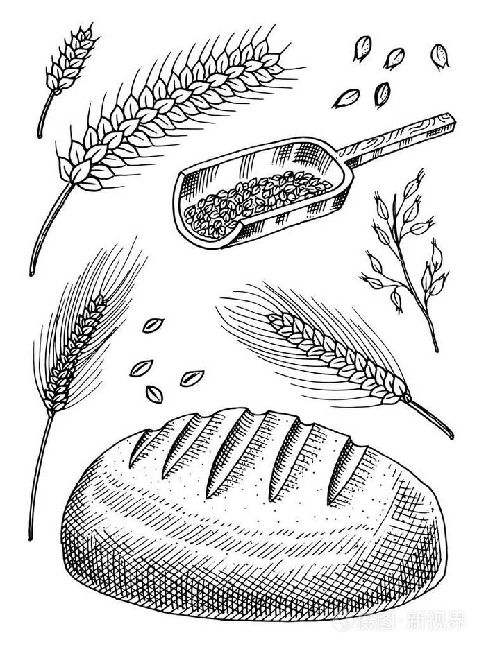 天然的谷物,全谷物和有机燕麦产品.手绘收获菜单.复古素描涂鸦风格