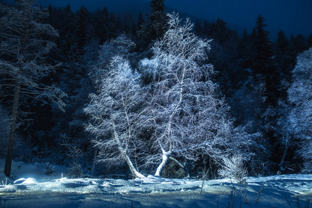 一棵大树上覆盖着雪，夜间在黑暗的森林冬季景观中被灯光照亮