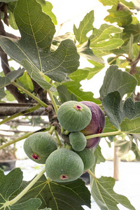 挂在树枝上的新鲜无花果