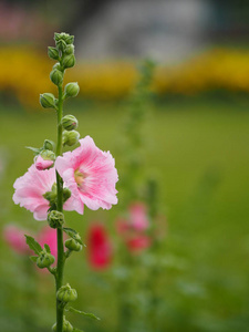 粉红色的花背景空间写字