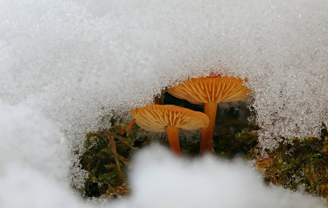 冬季和寒冷天气概念冬雪下树上的蘑菇指已提到的人雪蘑菇关于中国`