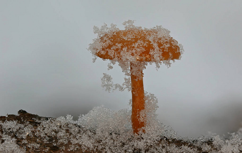 冬天野外生长的蘑菇图片