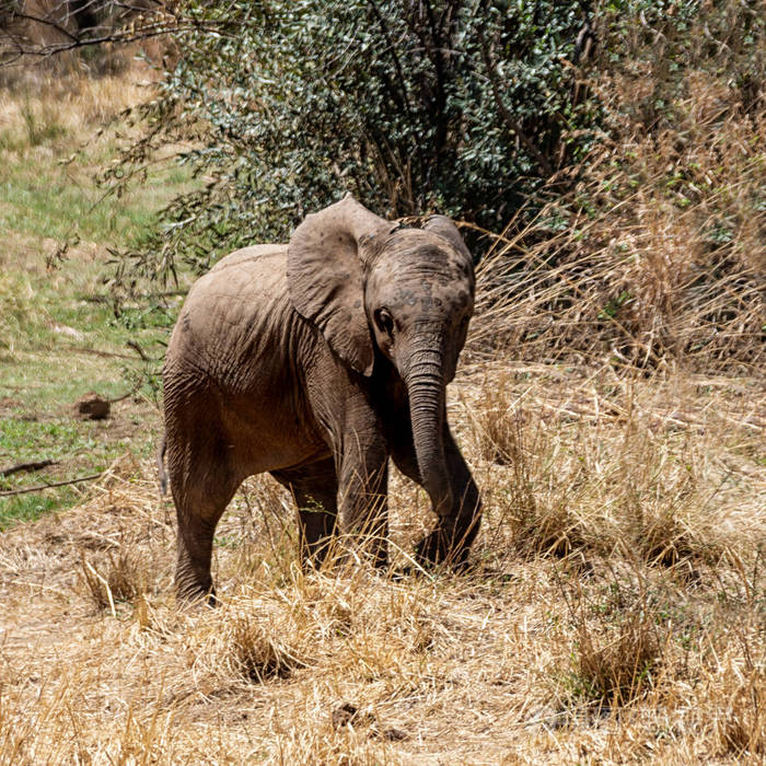 南部非洲热带草原上的一头小象