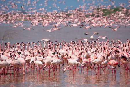 肯尼亚。 非洲。 纳库鲁国家公园。 博戈里亚湖国家保护区。 野火烈鸟