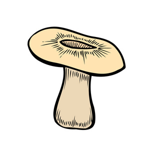 手绘蘑菇矢量彩色素描。 收集不同根的蘑菇，真正可食用和有毒的牛肝菌