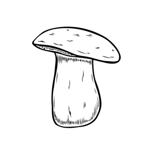 手绘单色蘑菇矢量彩色素描。 收集不同根的蘑菇，真正可食用和有毒的牛肝菌