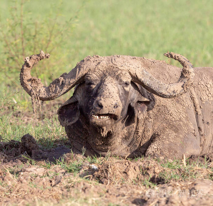 野牛在泥土里非洲野生动物