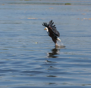 s surface and fishing.