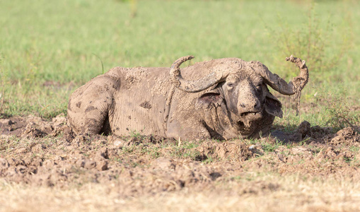泥土里的野牛。非洲，野生生物