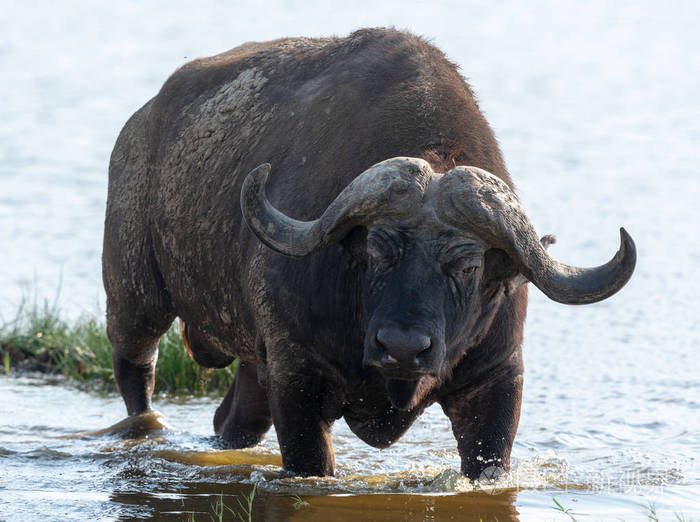 野水牛在水里行走