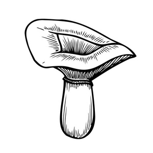 手绘单色蘑菇矢量彩色素描。采有根的不同蘑菇，真正的食用和有毒的牛肝菌