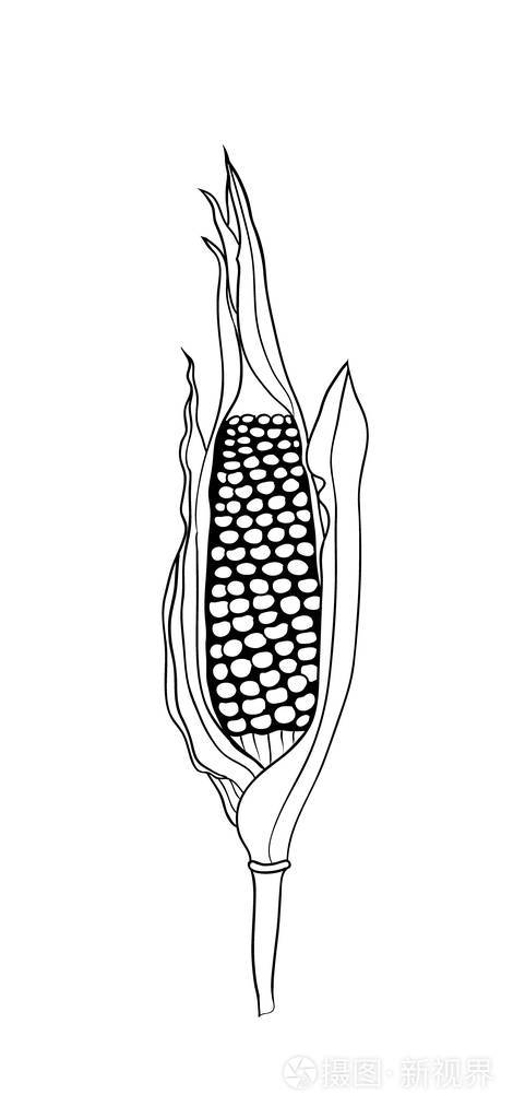 玉米棒子图片简笔画图片